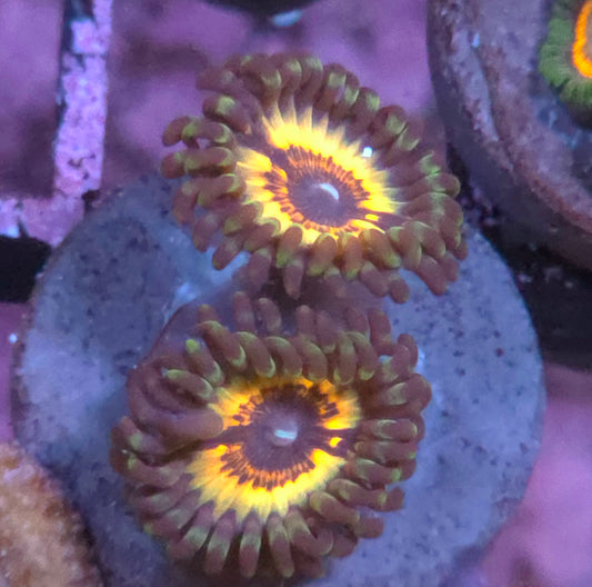 Sonic Flare Zoas