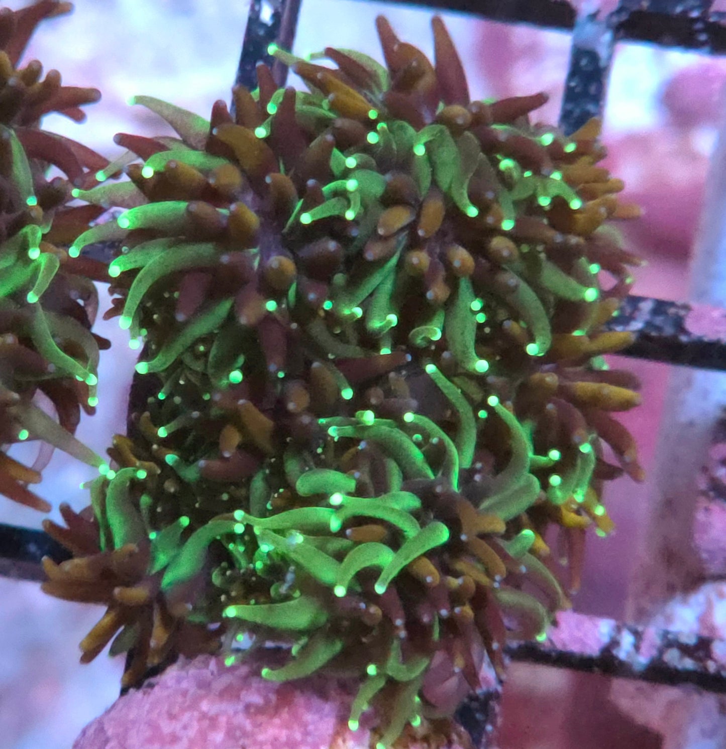 Sonic The Hedgehog Galaxea