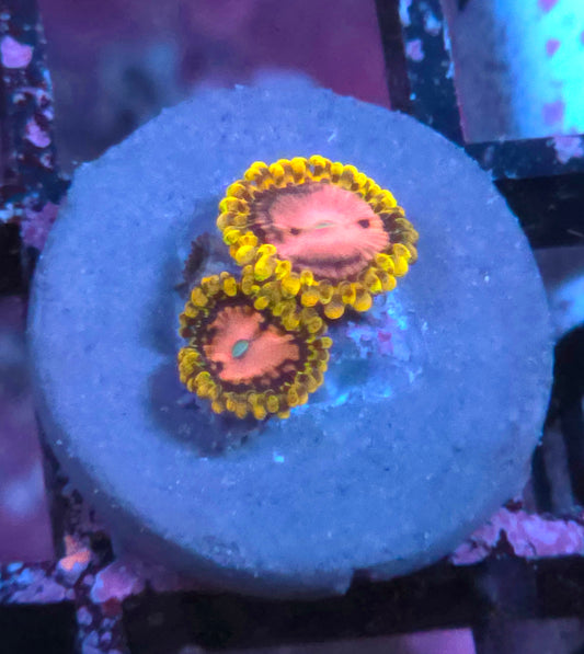 Pink Diamond Zoas