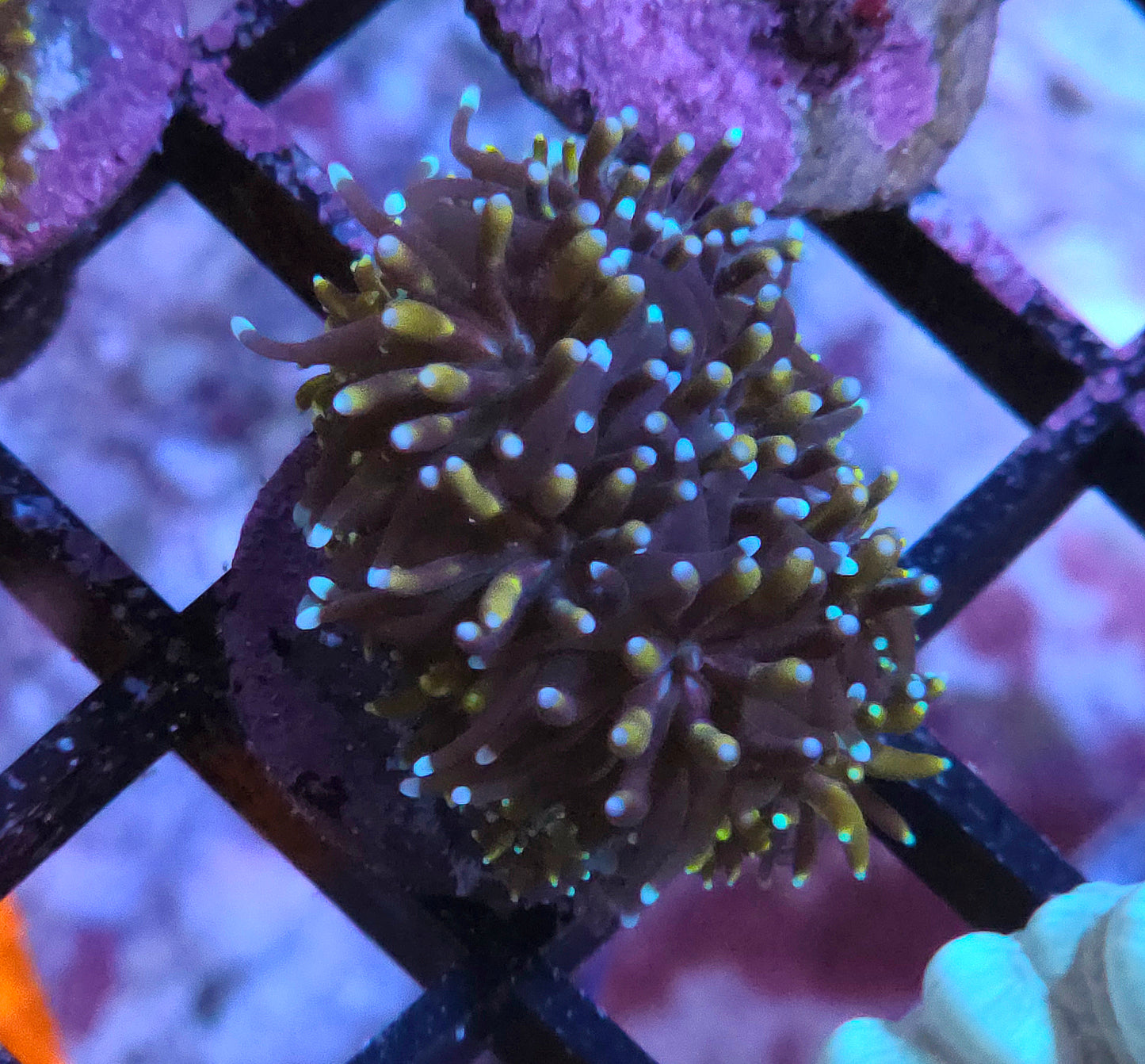 Orange and Blue Galaxea- ALMOST WYSIWYG