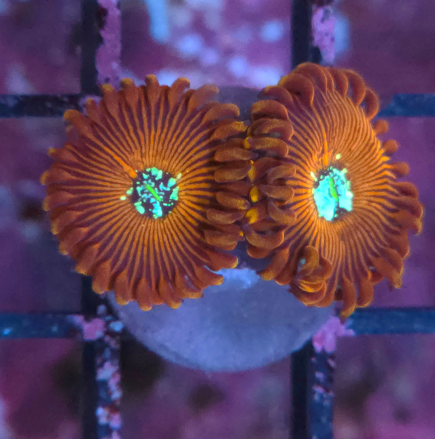 Seduction Zoas