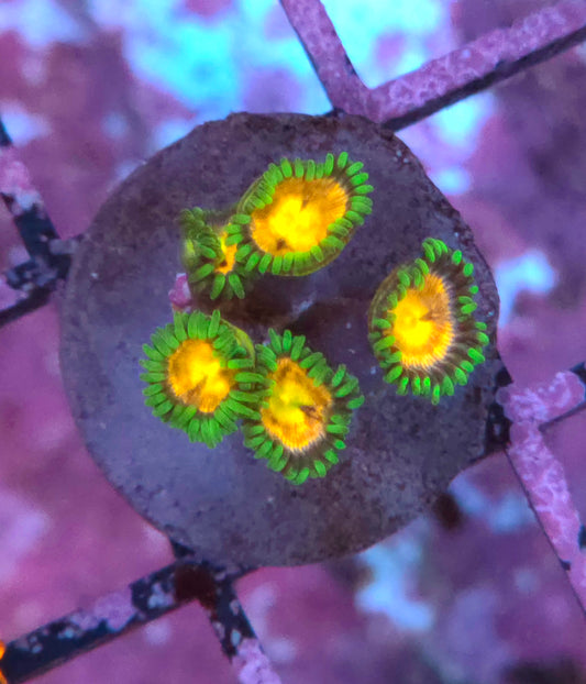 Laser Lemon Zoas