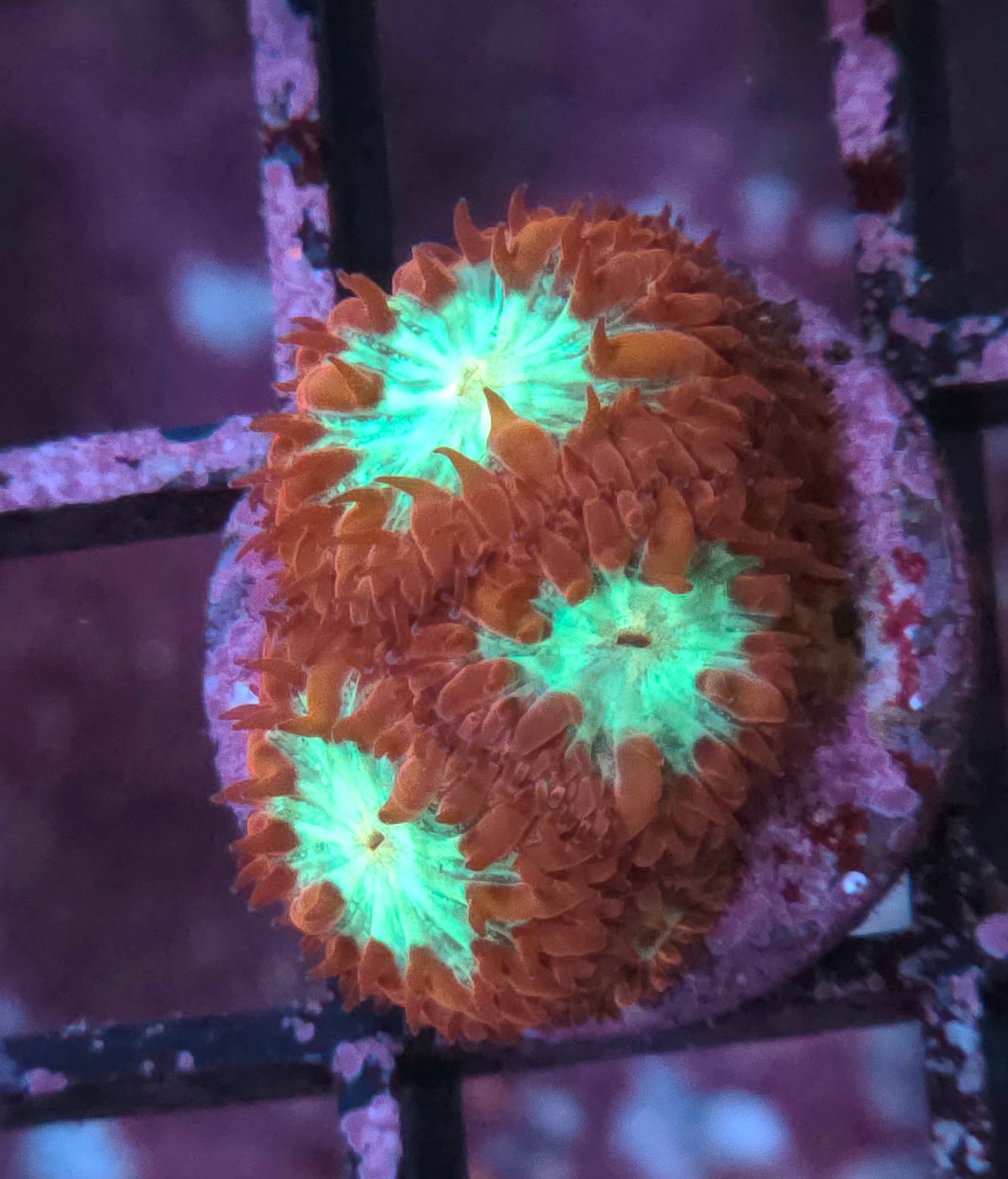 Blasto Merletti- Almost WYSIWYG