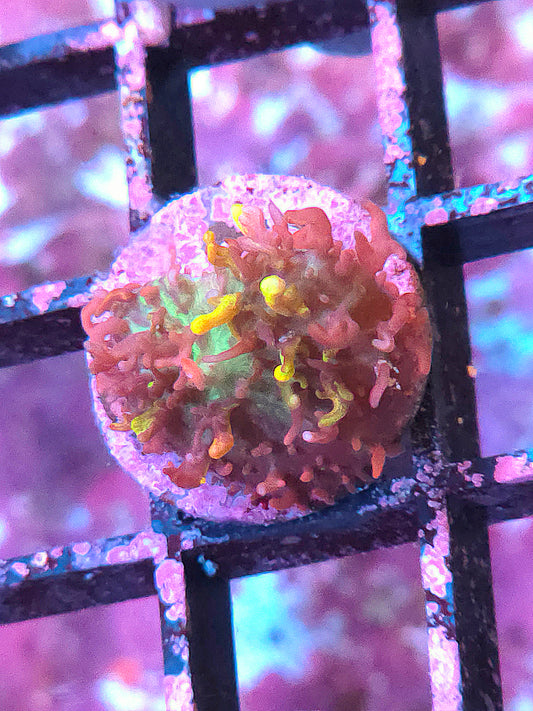 Magic Carpet Mushroom