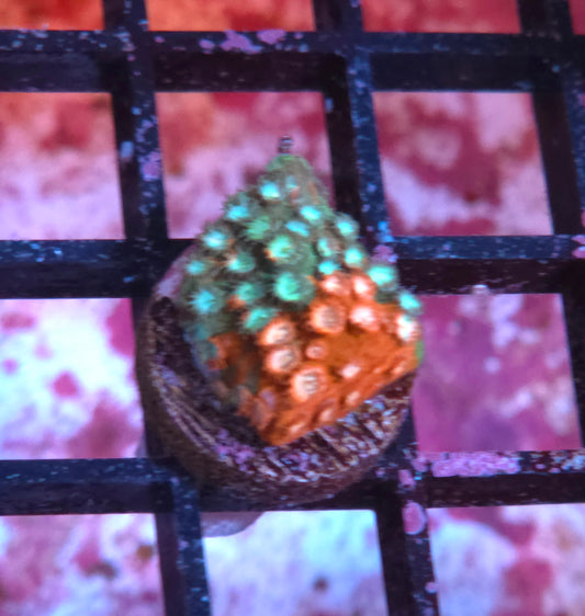 Fender Bender Cyphastrea - Almost WYSIWYG