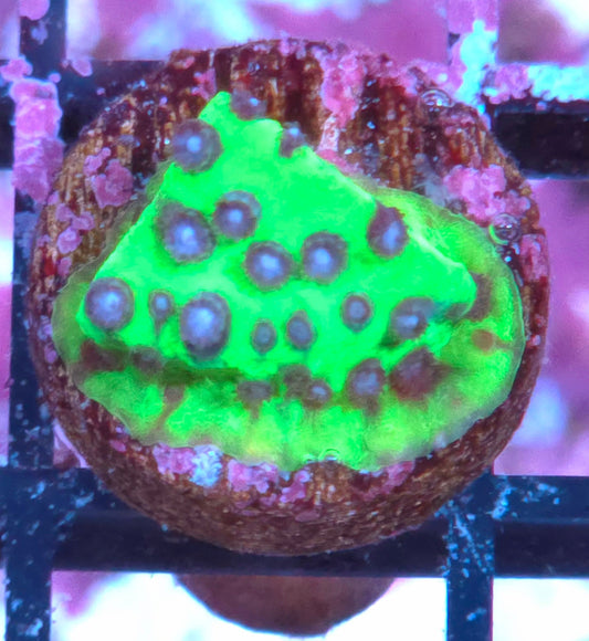 JF Master PPE Cyphastrea