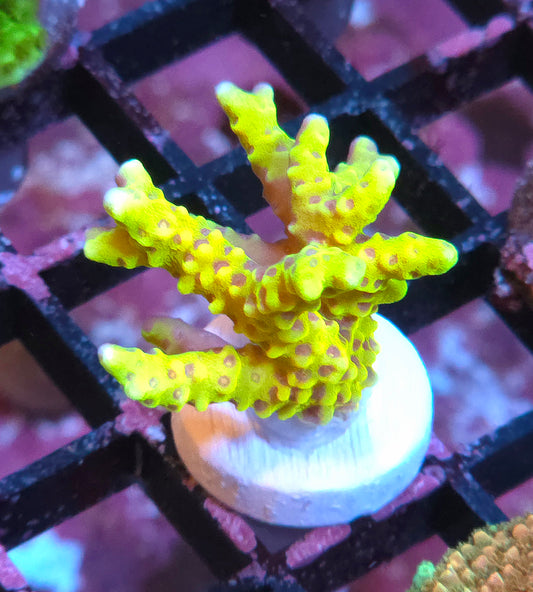 RRC Goldenrod Anacropora