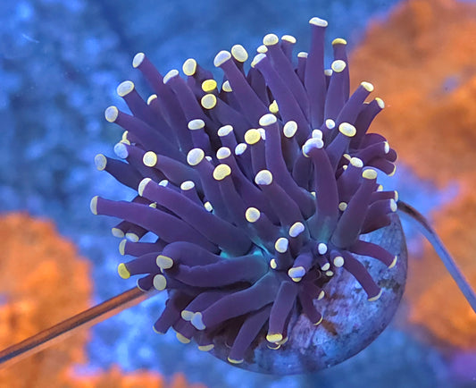 Malaysian Miami Torch