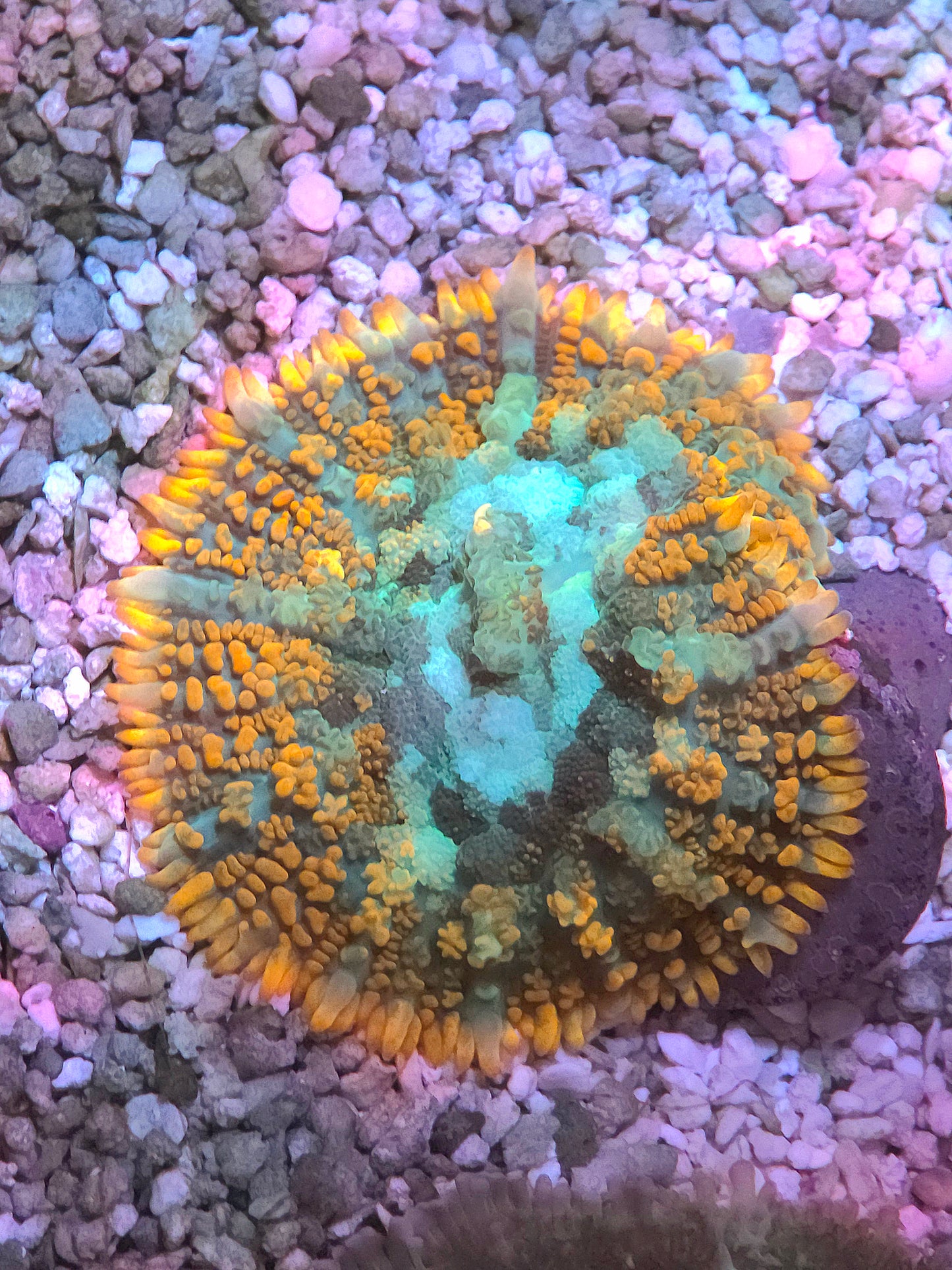 Forest Fire Camo Rhodactis Mushroom