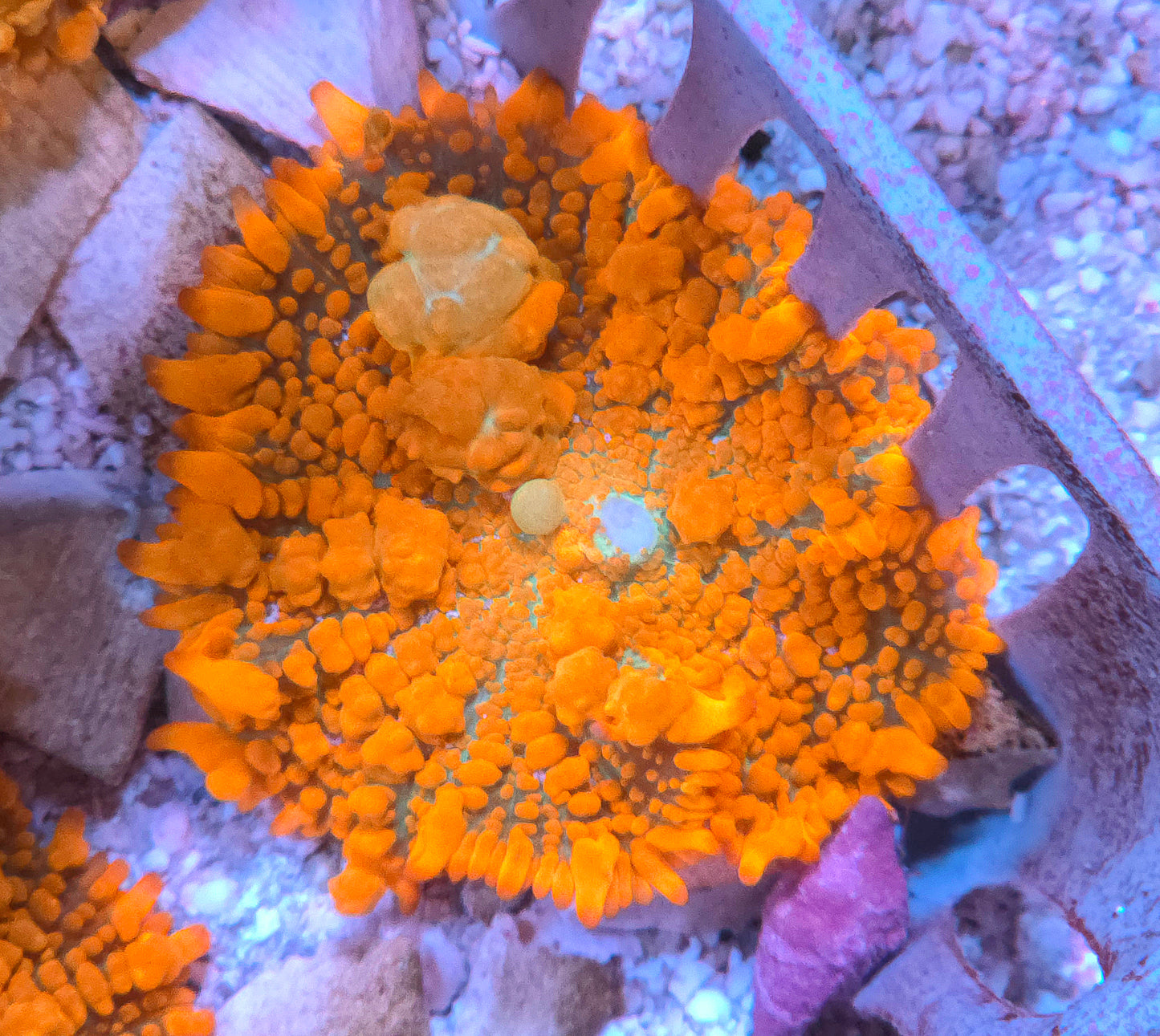 CreamCity Dreamsicle Bounce Mushroom X-Large