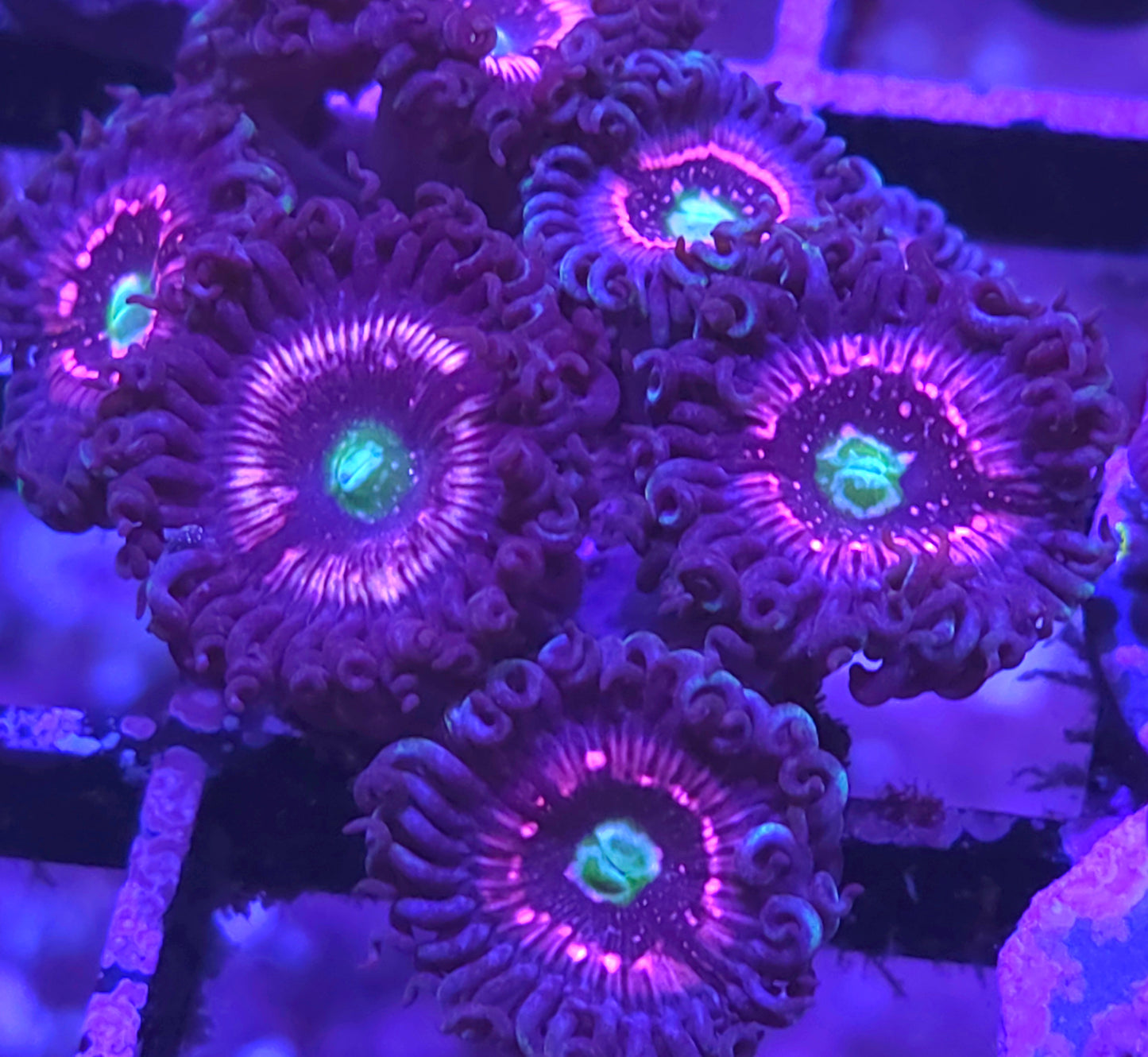 Pink Constellation Zoas