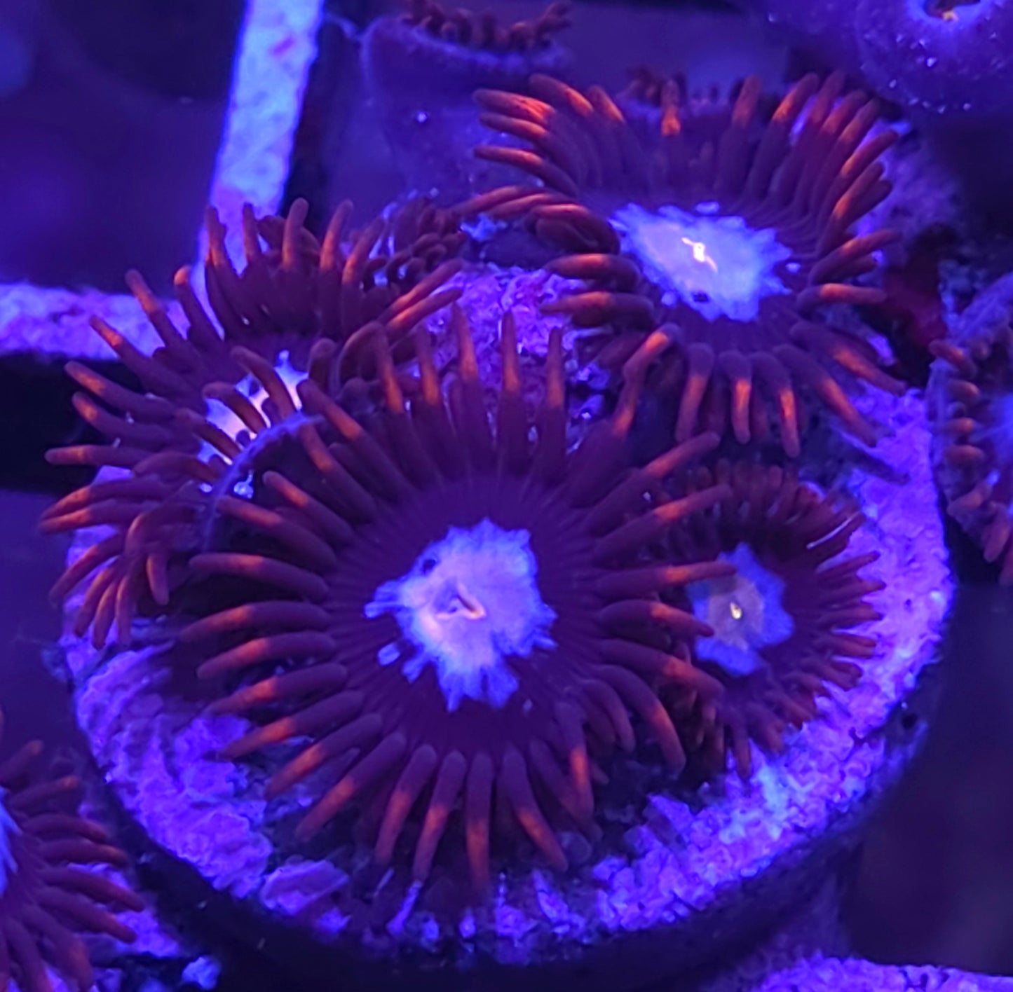 Gender Reveal Zoas