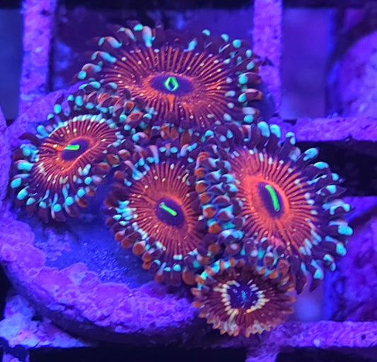 Salted Agave Zoas