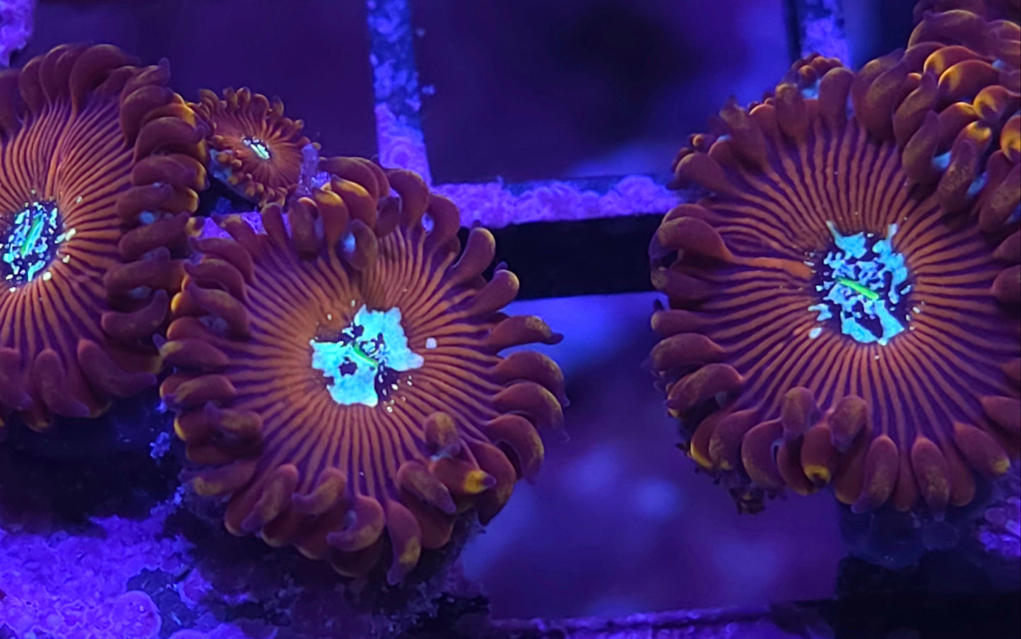 Seduction Zoas