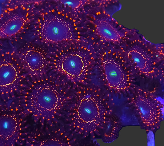 Illuminati Zoa