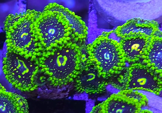 Exosphere Zoas