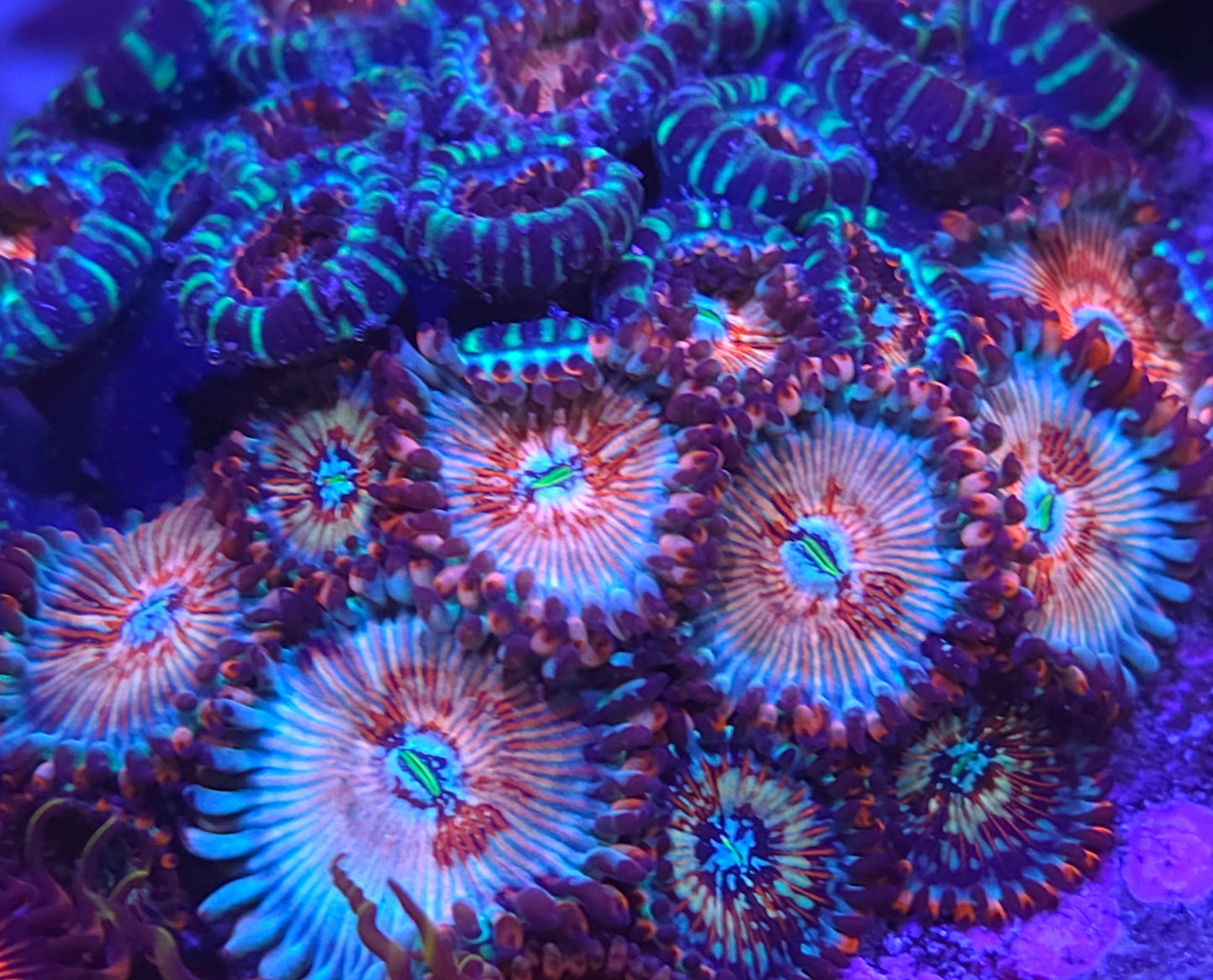 White Zombie Zoas