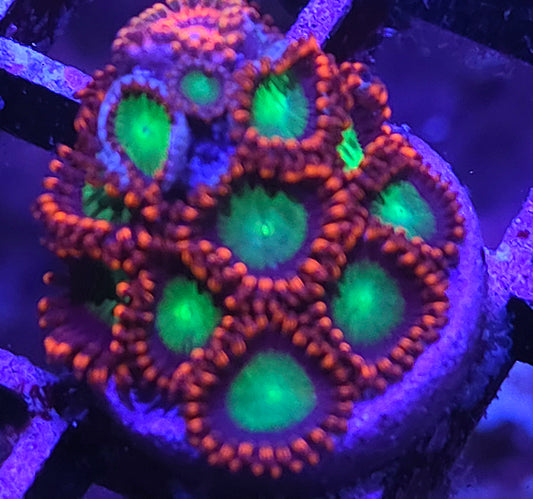 Goblins On Fire Zoas