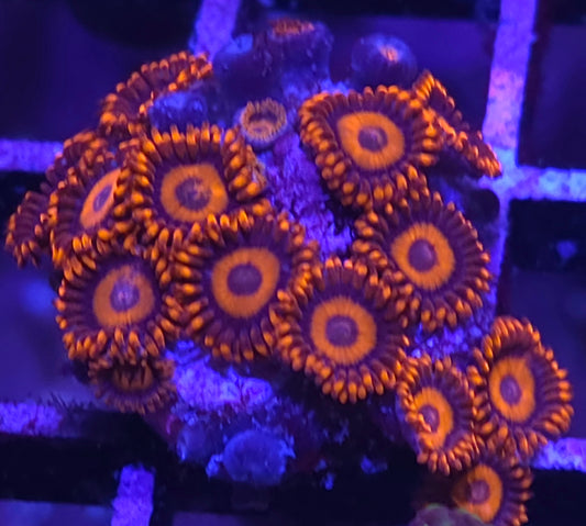 Orange Oxide Zoas