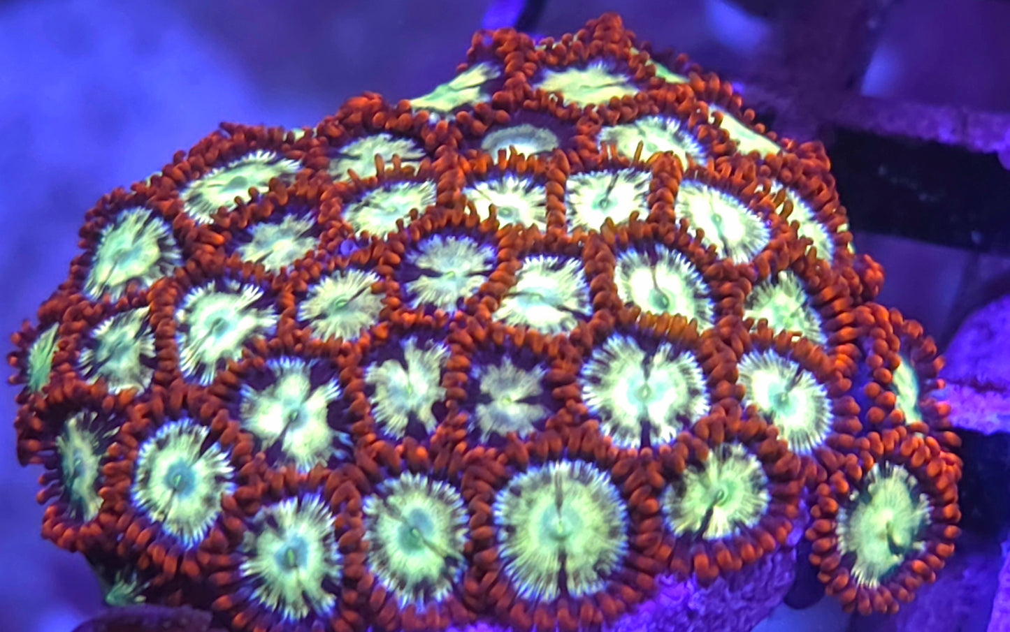 Flaming Fireball Zoas