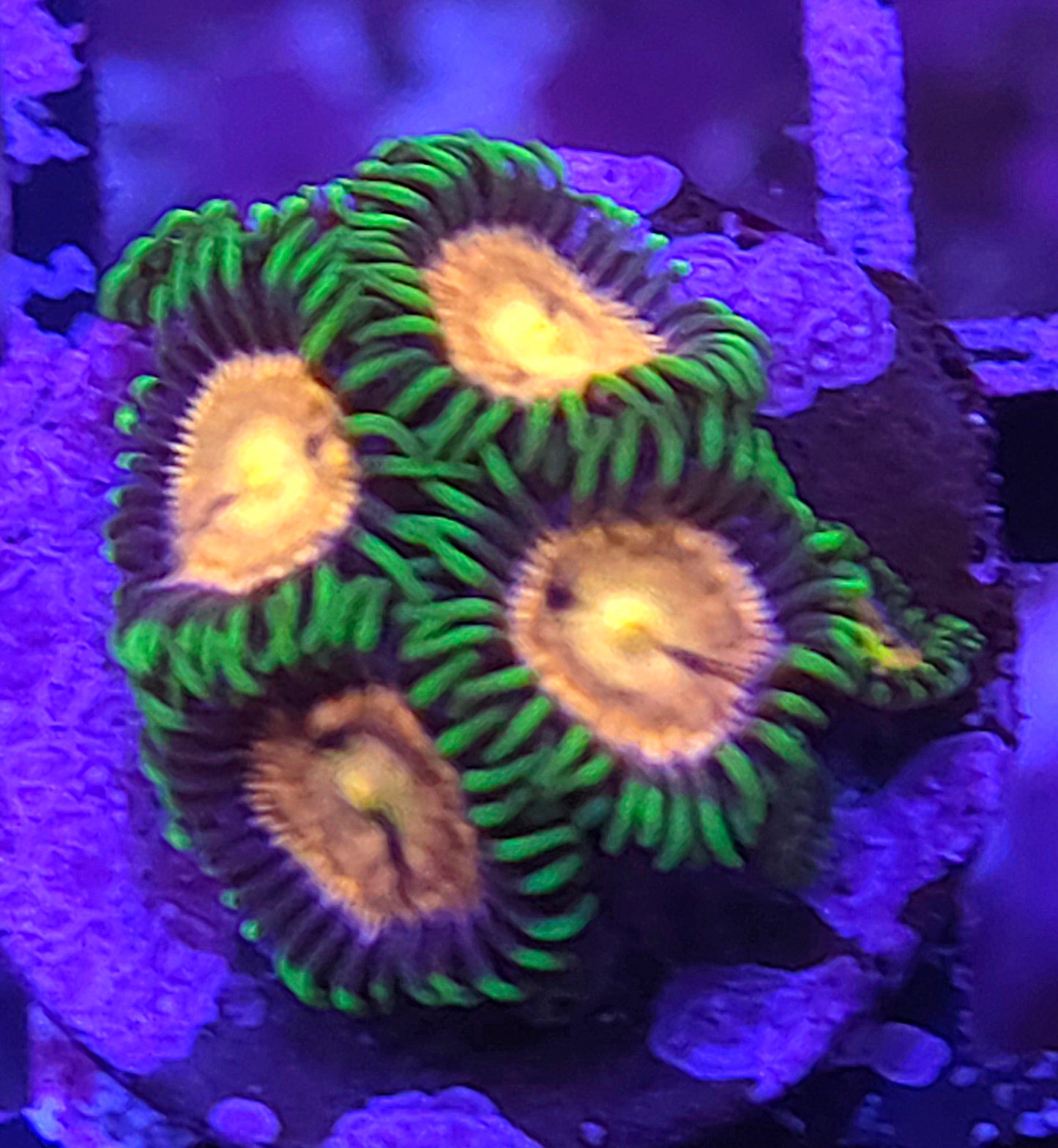 Laser Lemon Zoas
