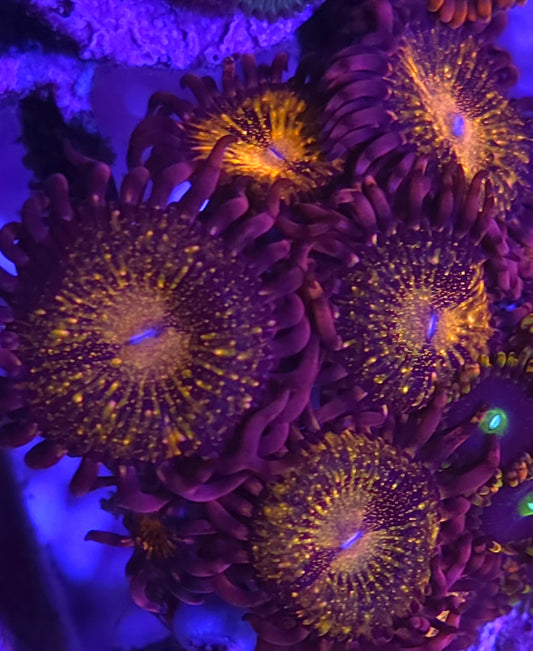 Pandora Zoas