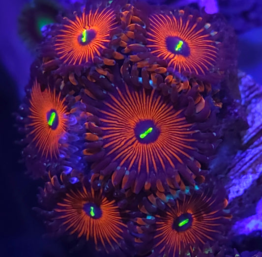 Red People Eater Zoas