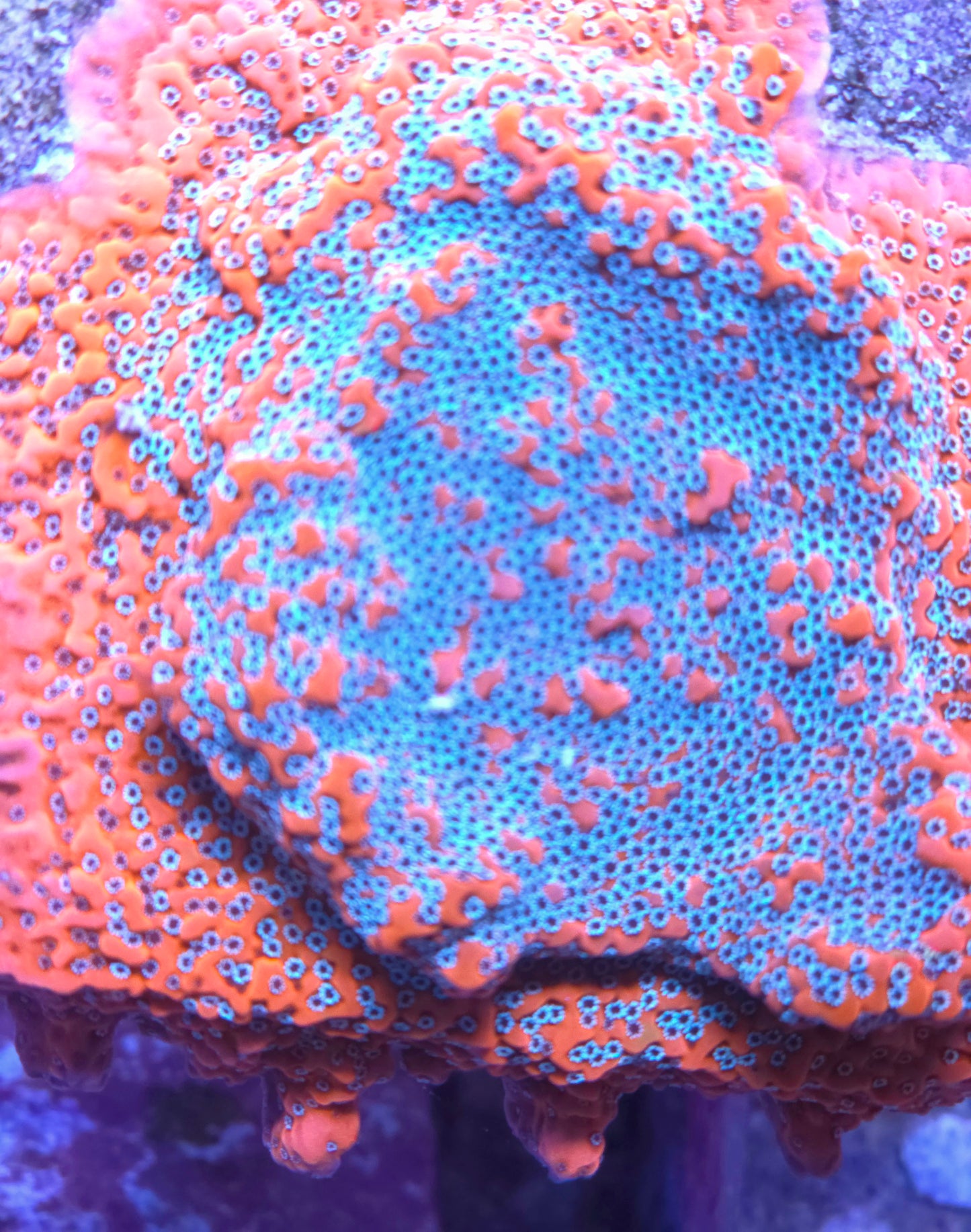 JF Silver Bullet Monti