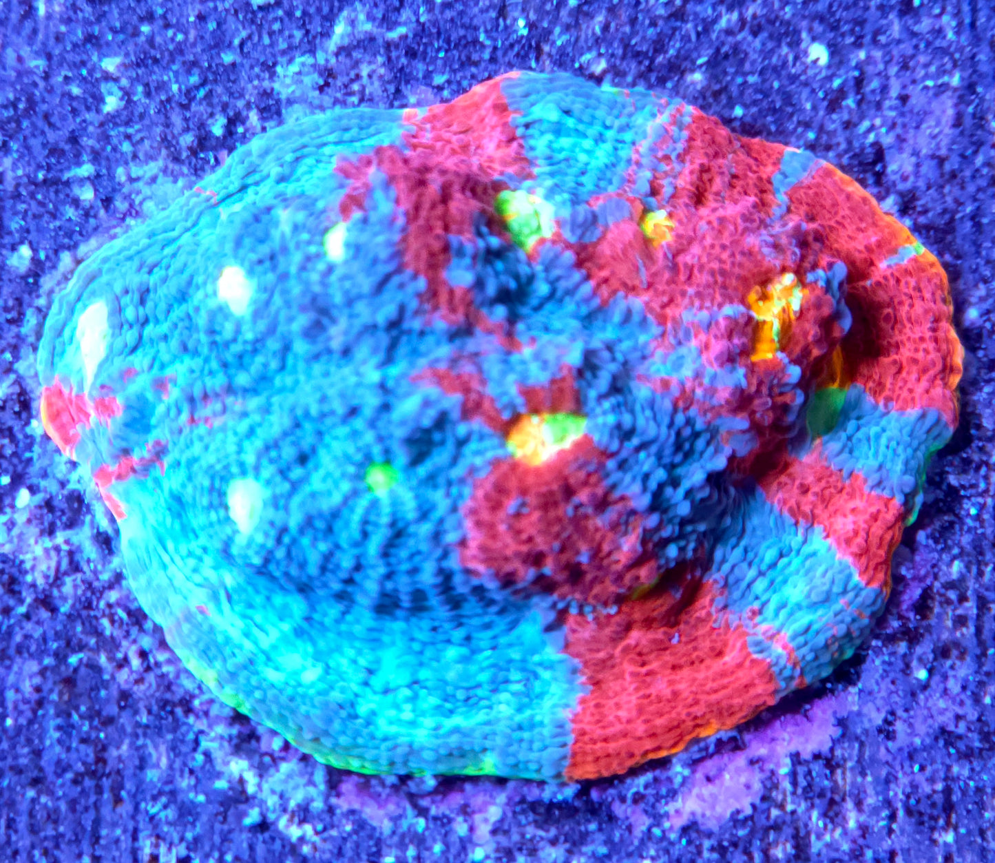 WWC Jelly Bean Chalice