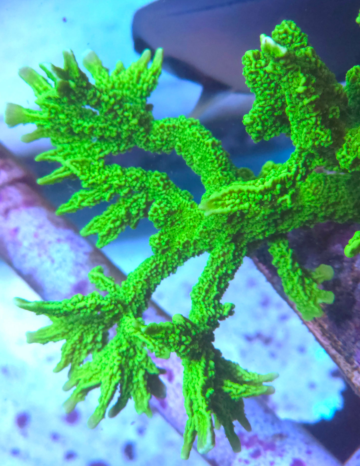 Green Hirsuta Montipora