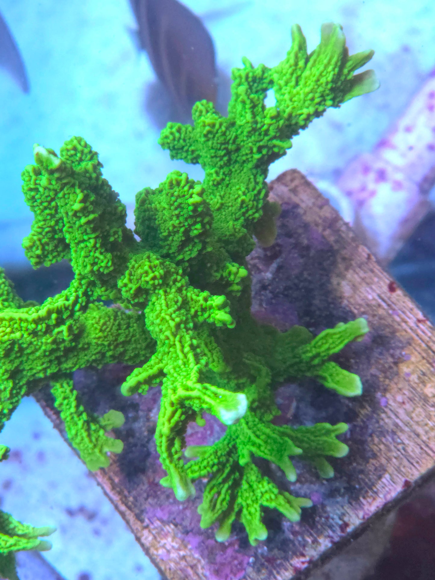 Green Hirsuta Montipora