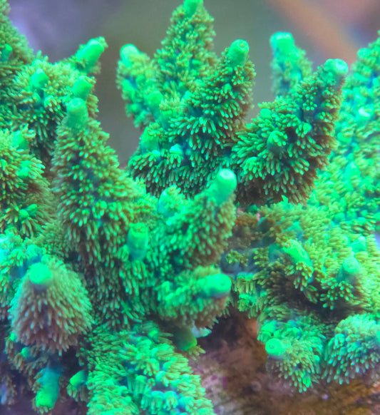 CreamCity Angel Tears