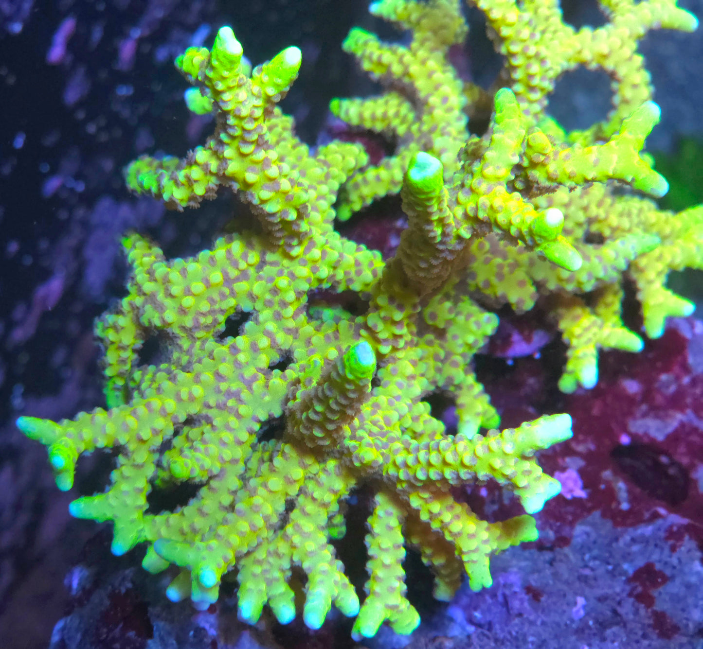 RRC Goldenrod Anacropora