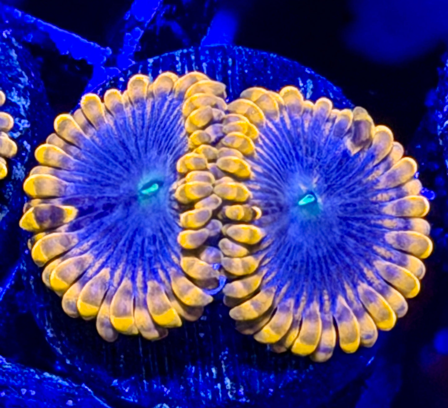 Fruit Punch Zoas