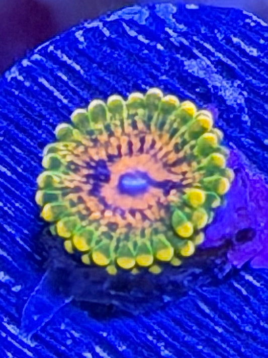 GMK Zoa