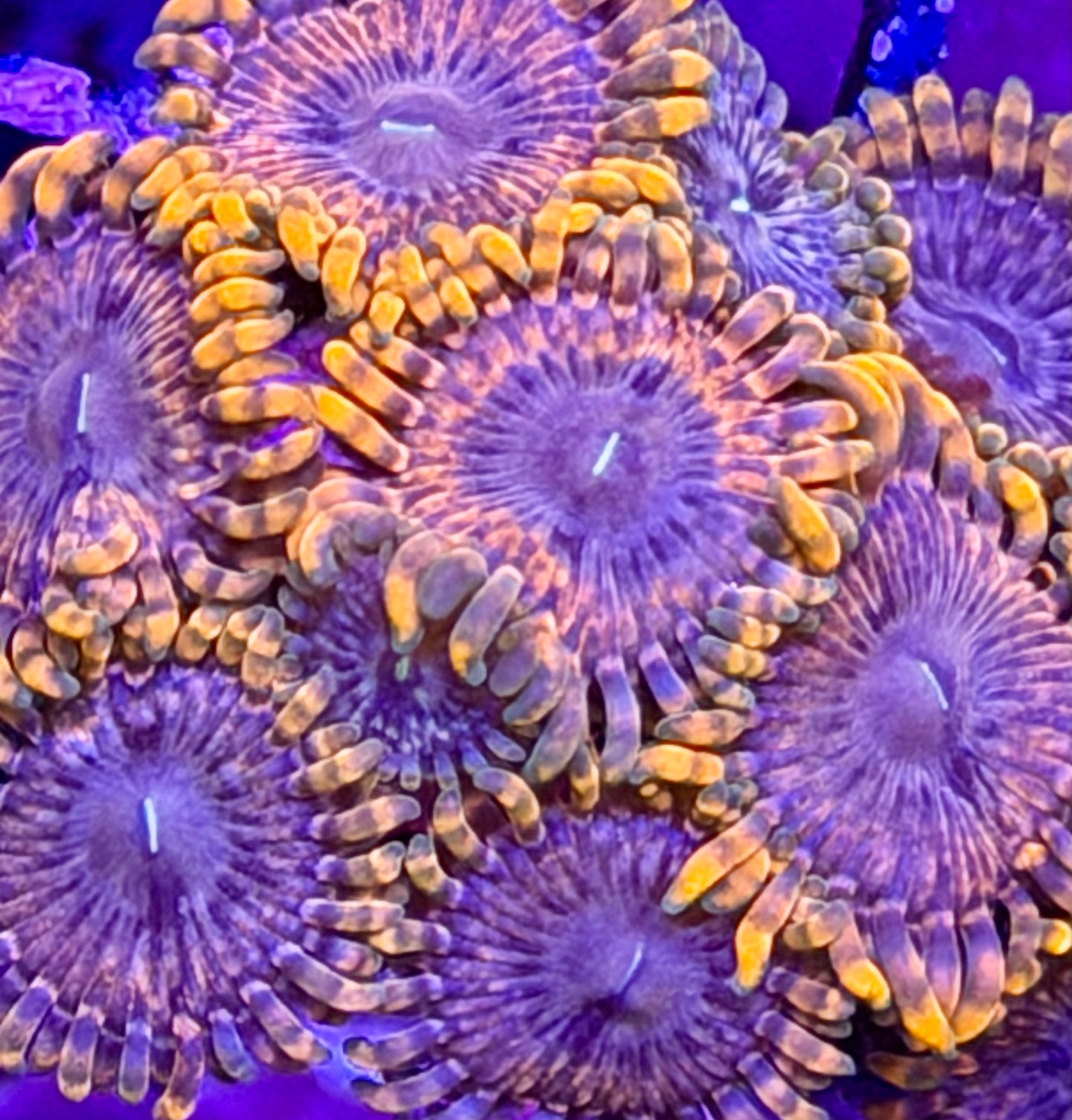 Fairy Fart Zoas