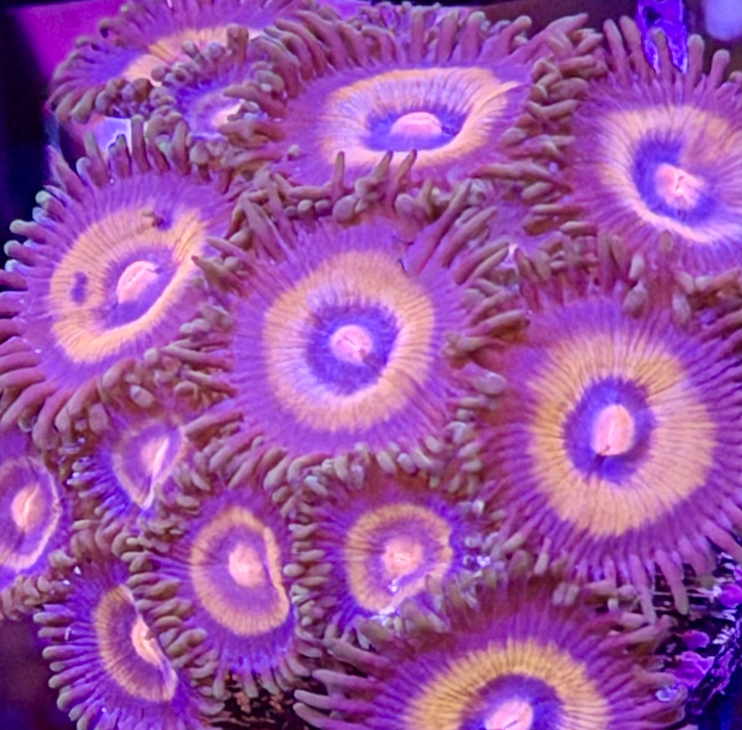 Supergirl Zoas