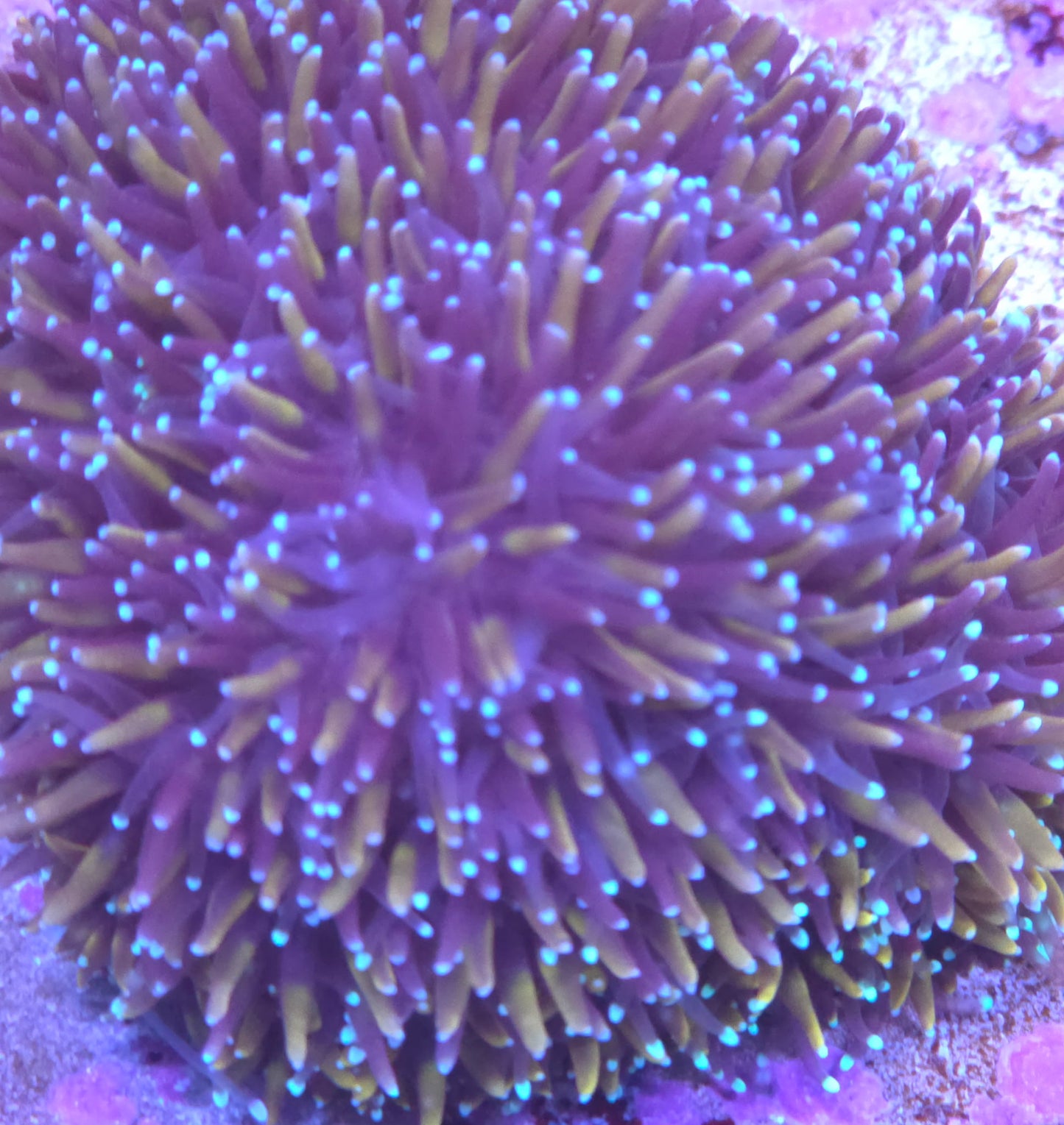 Orange and Blue Galaxea- ALMOST WYSIWYG