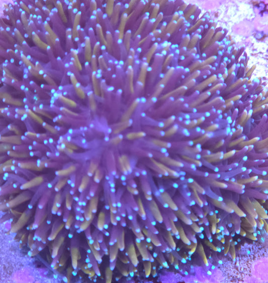 Orange and Blue Galaxea- ALMOST WYSIWYG