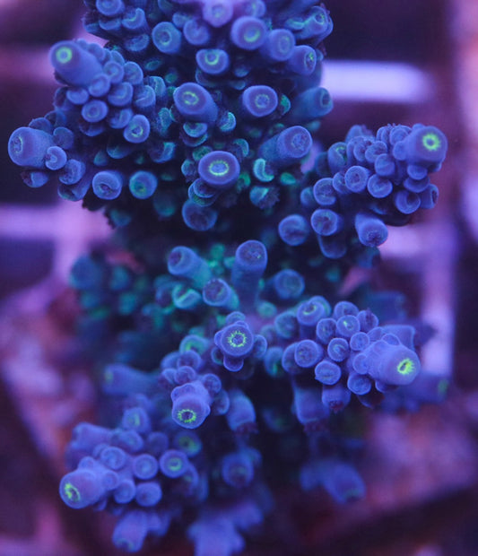 CreamCity Blueberry Stag - Cut To Order