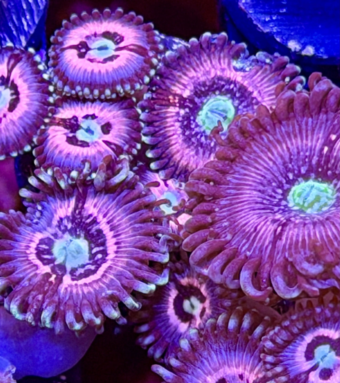 Pink Constellation Zoas