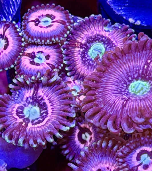 Pink Constellation Zoas