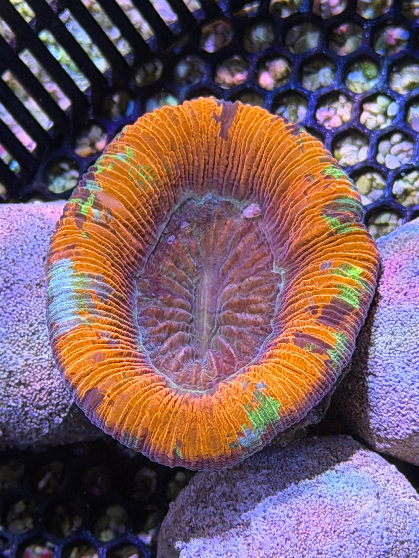 Red Rainbow Trachy