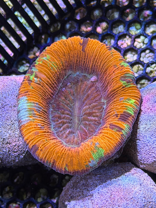 Red Rainbow Trachy
