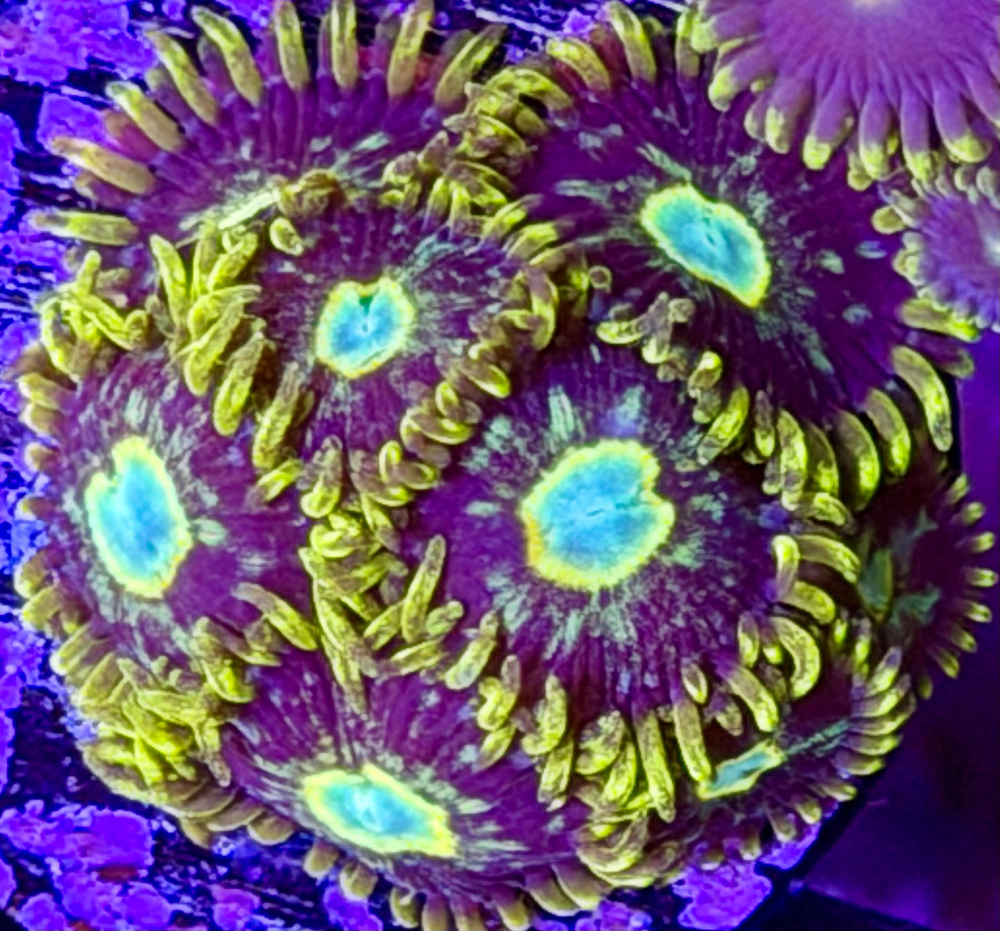 Murder Hornet Zoas