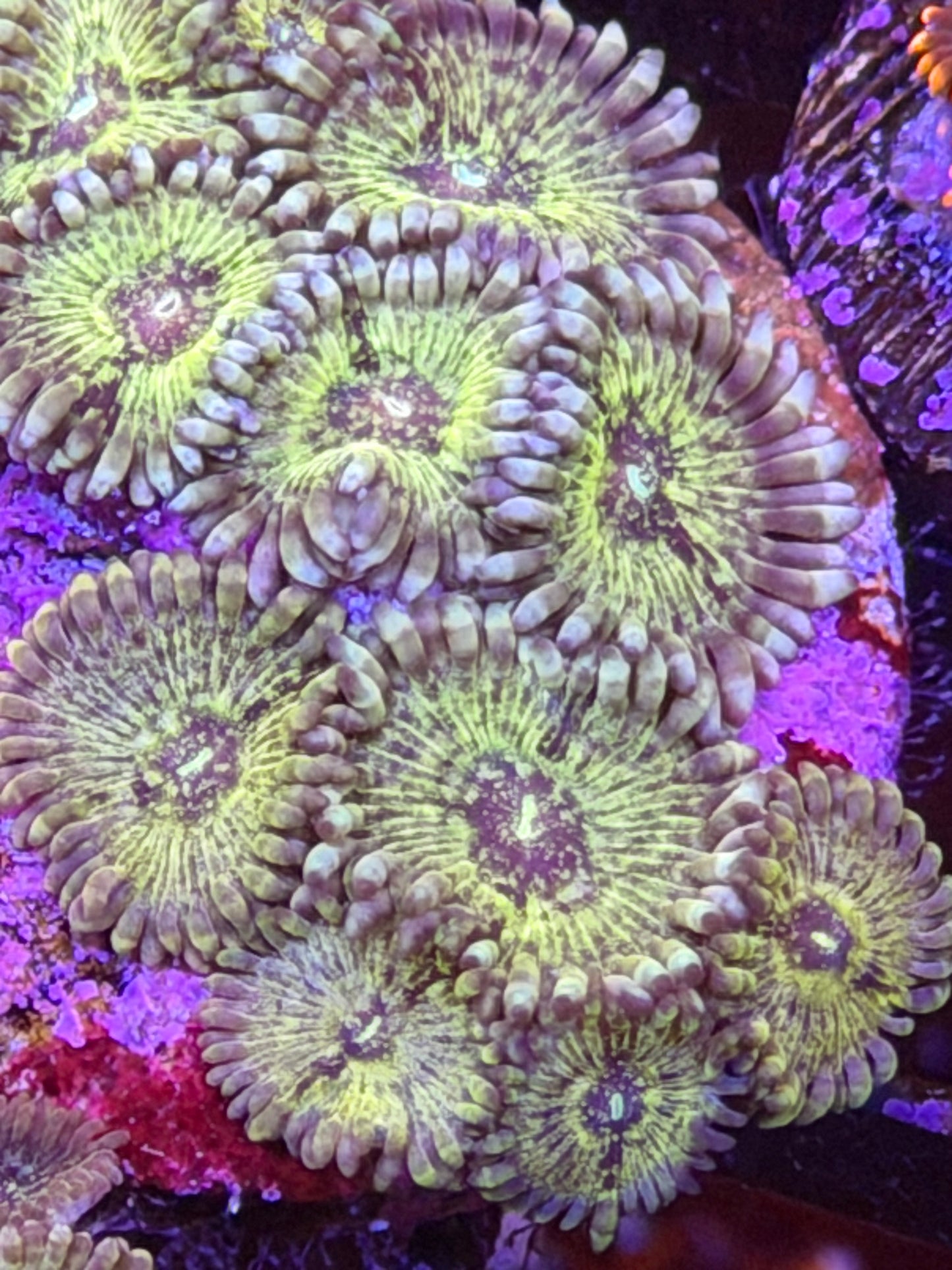 Hawaiian People Eater Zoas
