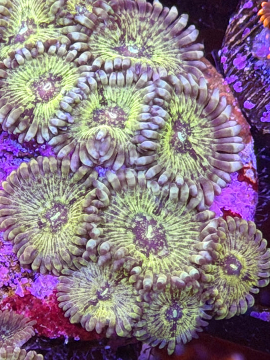 Hawaiian People Eater Zoas