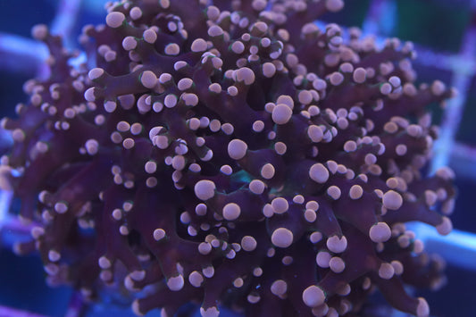 Pink Tip Octospawn