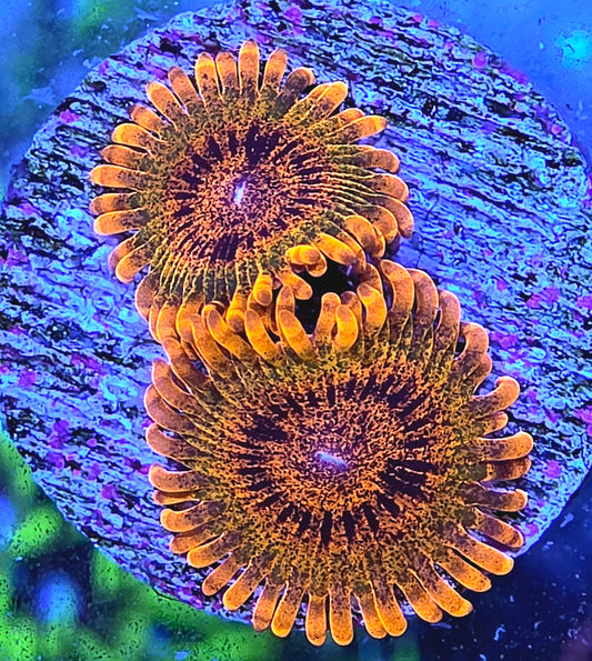 Speckled Krak Zoa