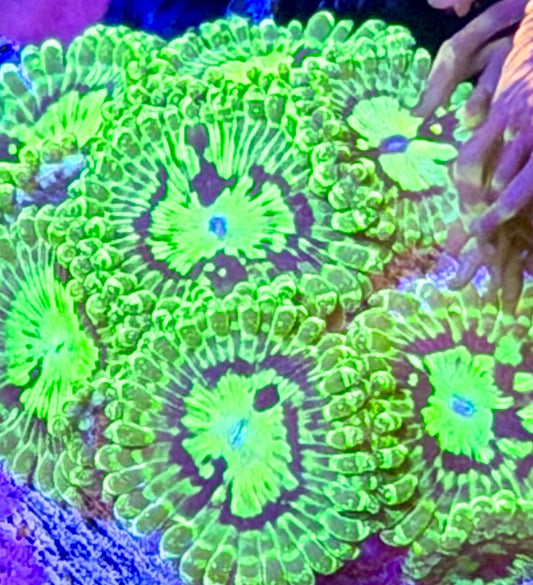 Reverse Exosphere Zoas